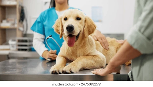 Veterinarian Clinic Near Me
