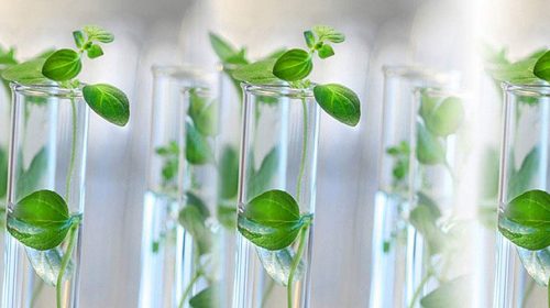 Tissue Culture Plants