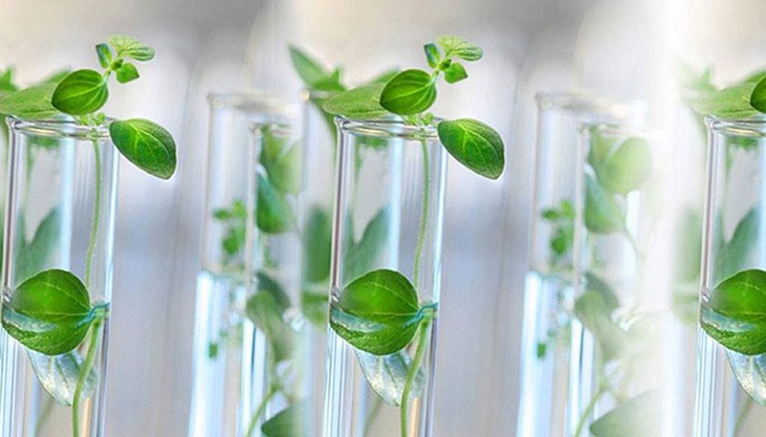 Tissue Culture Plants